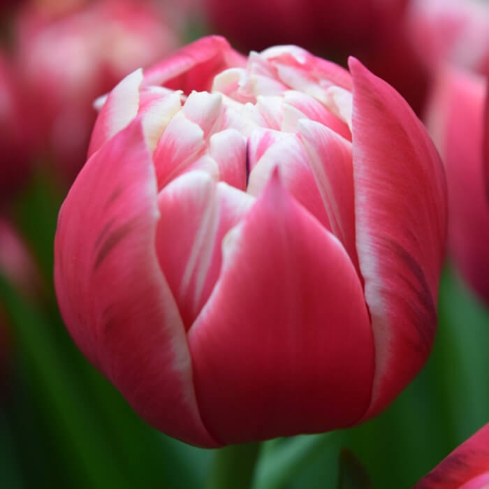 Тюльпаны пионовидные двухцветные Columbus