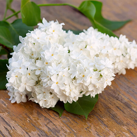 Белая сирень