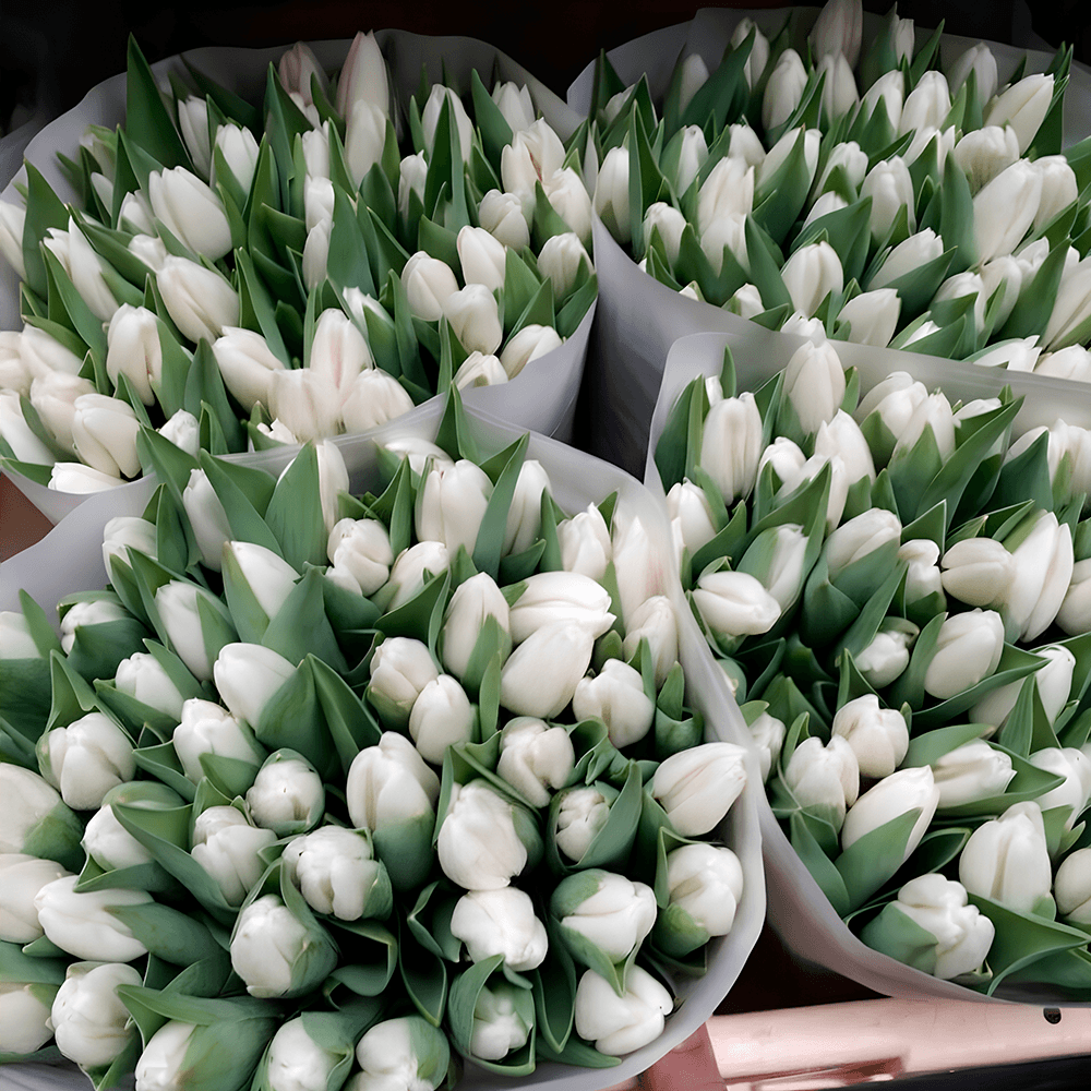 Белые тюльпаны