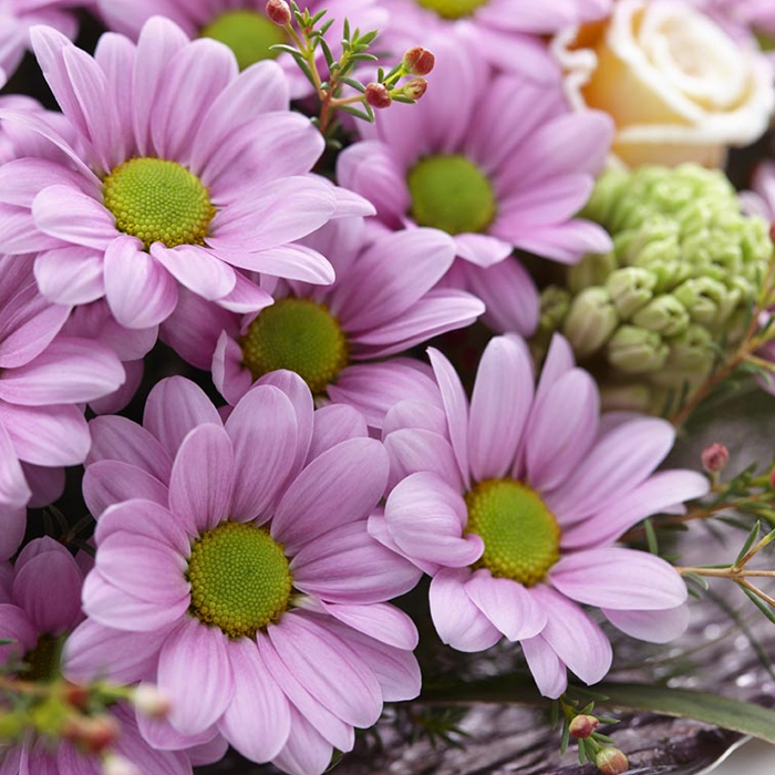 Хризантемы кустовые нежно-розовые Bacardi Pearl