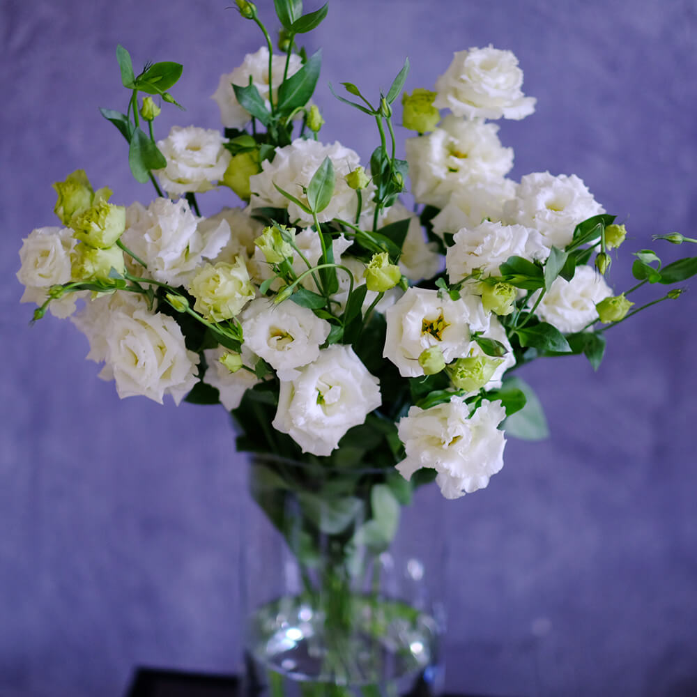 Белая эустома