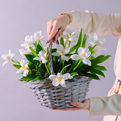 Композиция с белыми тюльпанами в лукошке #244