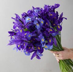 Ирис синий, банч