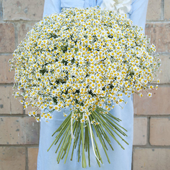 Букет ромашек «‎Бесконечное лето»