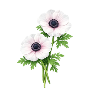 Букеты с анемонами