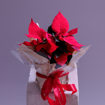 Новогодний цветок "Рождественская звезда"
