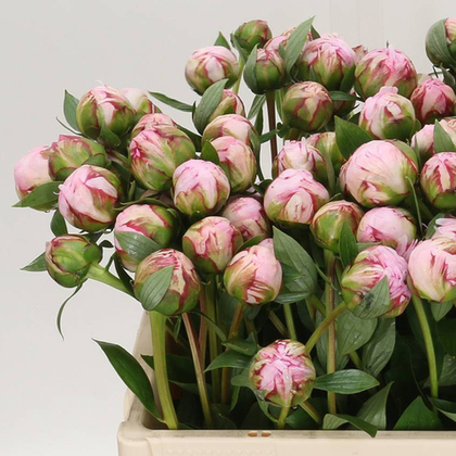 Пион розовый Корал Шарм, банч