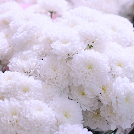 Хризантемы кустовые Altaj