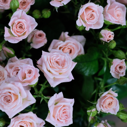 Розы кустовые нежно-розовые Lydia от 7шт