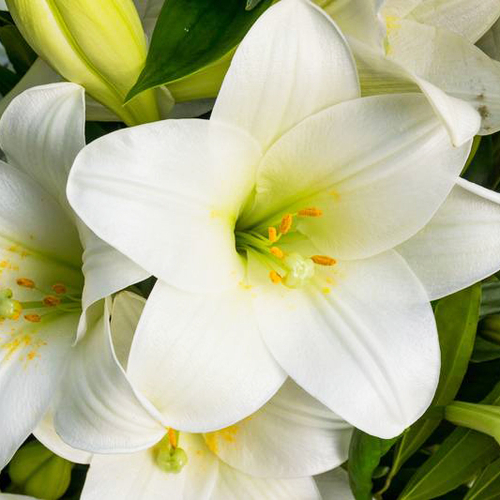 Купить Лилии белые от 3шт