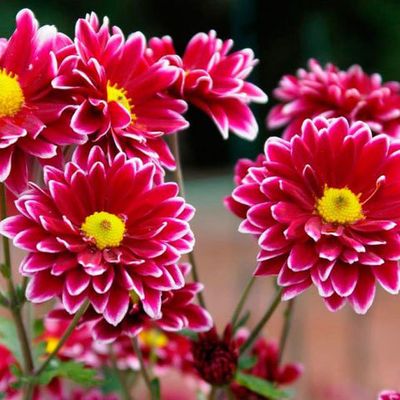 Букеты с хризантемами