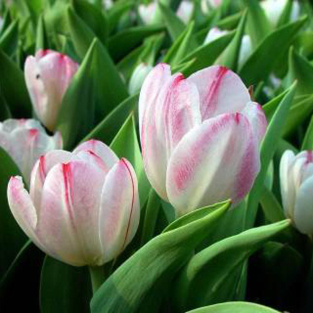 Букет 101 белый тюльпан