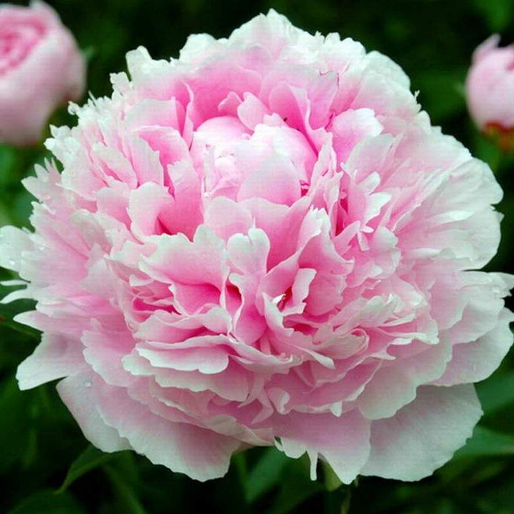 Пионы розовые "Sarah Bernhardt" от 3шт