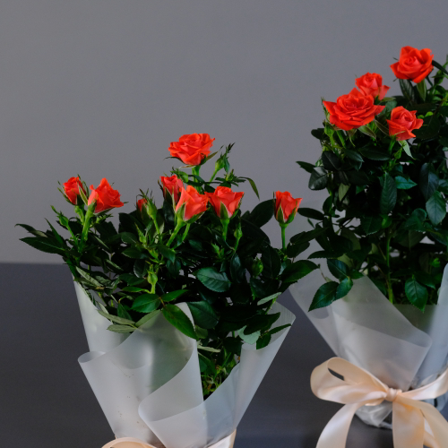 Купить Роза "Кордана" морковная