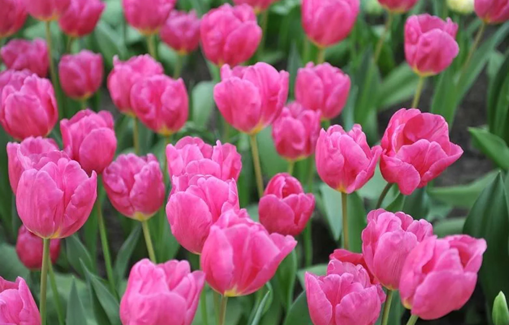 Тюльпан розовый, банч