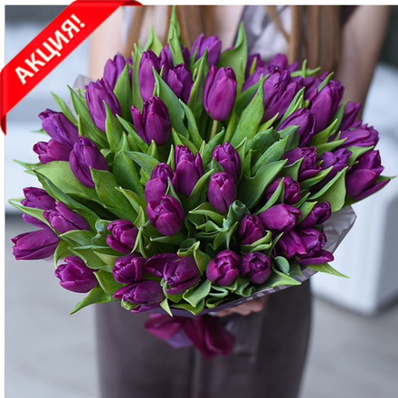 Букет 51 пурпурный тюльпан «Таинство»