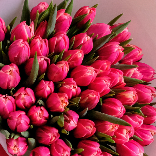 Купить Тюльпан пионовидный розовый Коламбус, банч