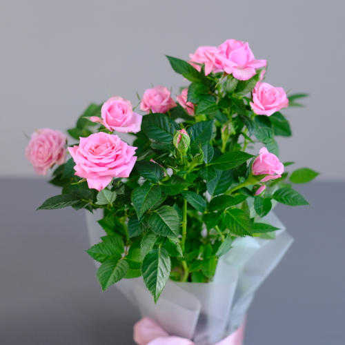 Купить Роза "Кордана" нежно-розовая