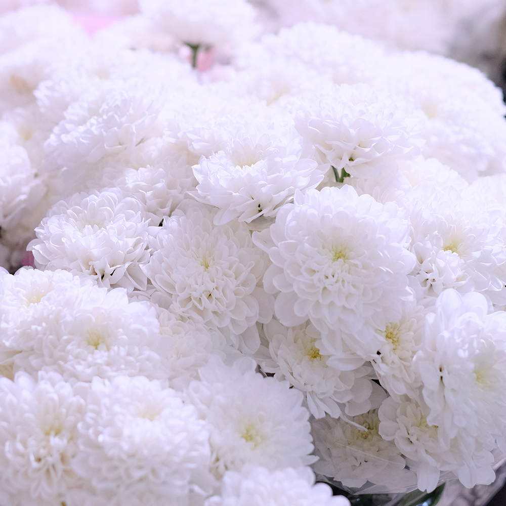 Хризантемы кустовые Altaj