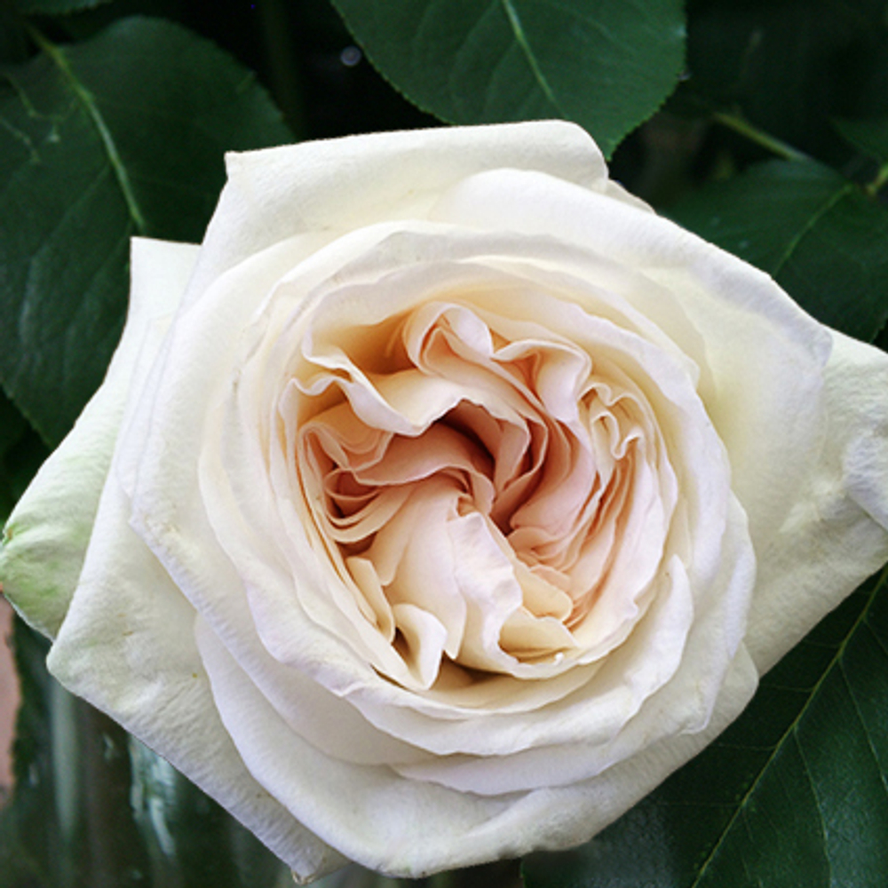 Розы пионовидные White O’Hara от 9шт