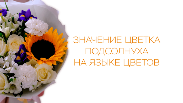 Значение цветка подсолнуха на языке цветов