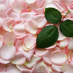 Розы пионовидные Pink O'Hara от 9шт