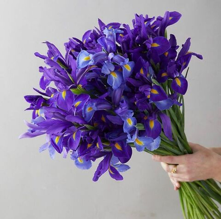 Ирис синий, банч