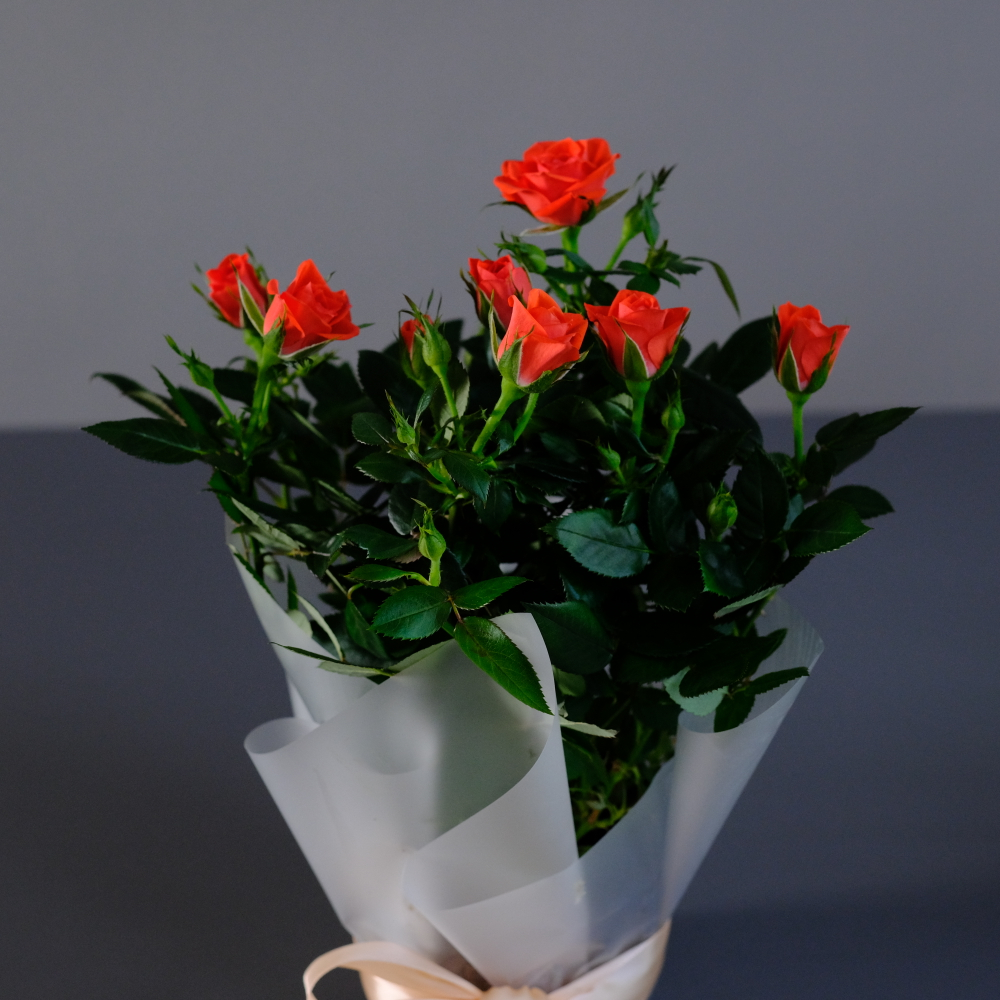 Роза "Кордана" морковная