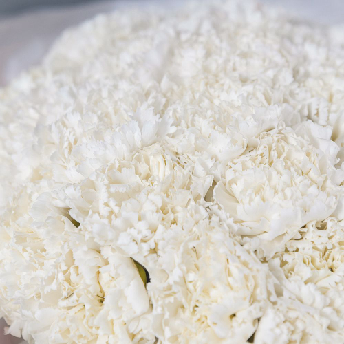 Купить Диантус белый, банч