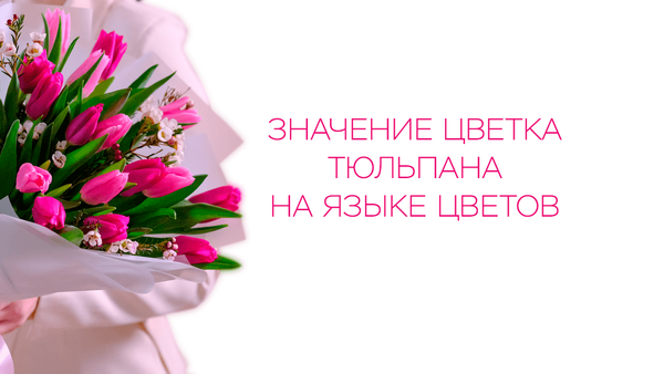 Значение цветка тюльпана на языке цветов