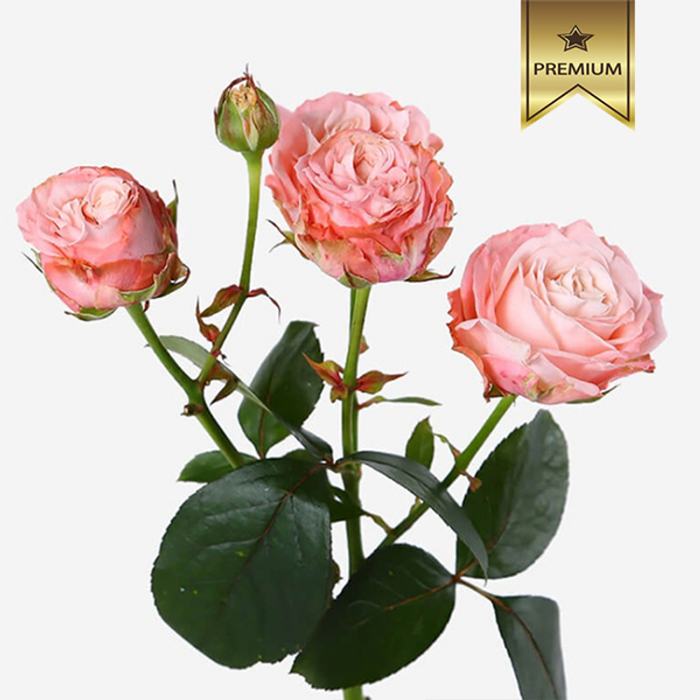 Купить необычные розовые кремовые лососевые кустовые пионовидные розы в Перми доставка цветов