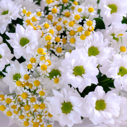 Букет с ромашками "Лада" #87