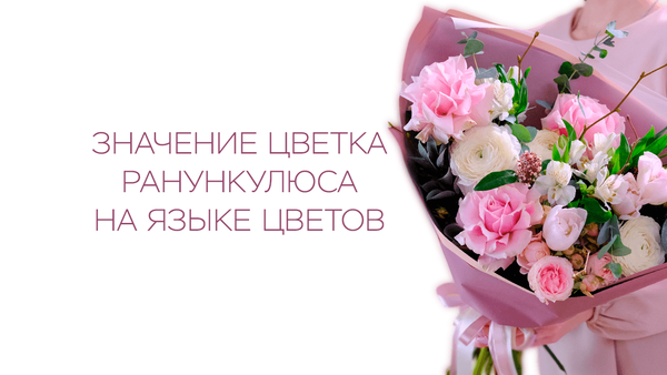 Значение цветка ранункулюса на языке цветов