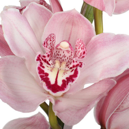 Букеты с орхидеями