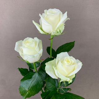 Роза белая классическая 50см, банч