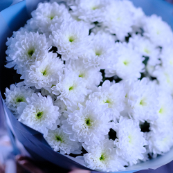 Букет белых хризантем "Притяжение"