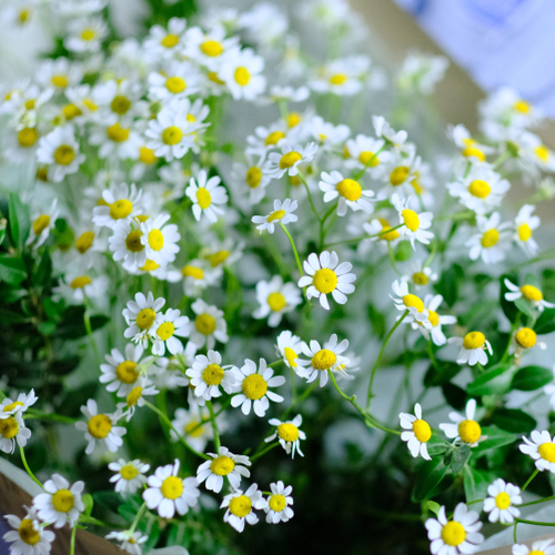 Купить Букет ромашек #279