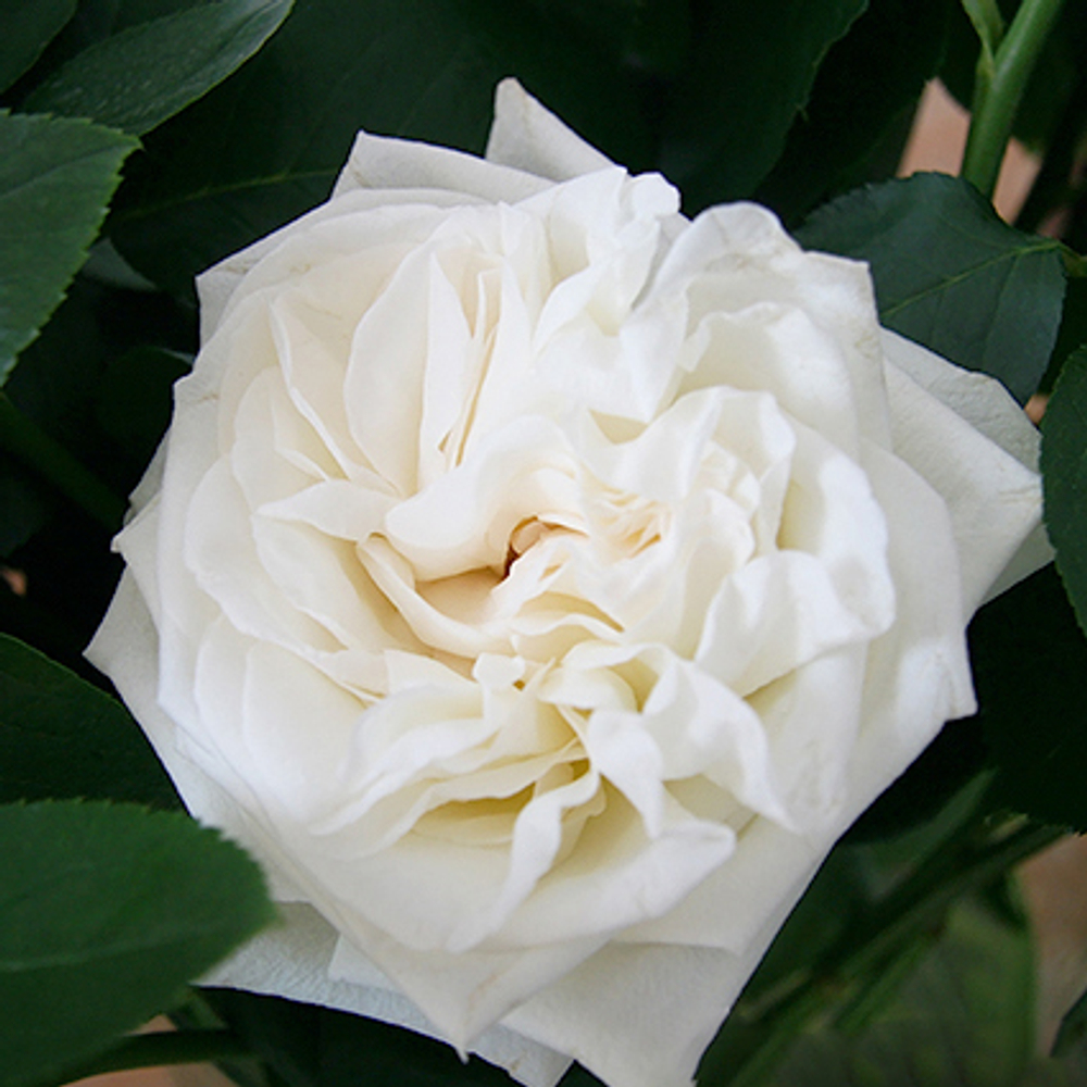 Розы пионовидные White O’Hara от 9шт