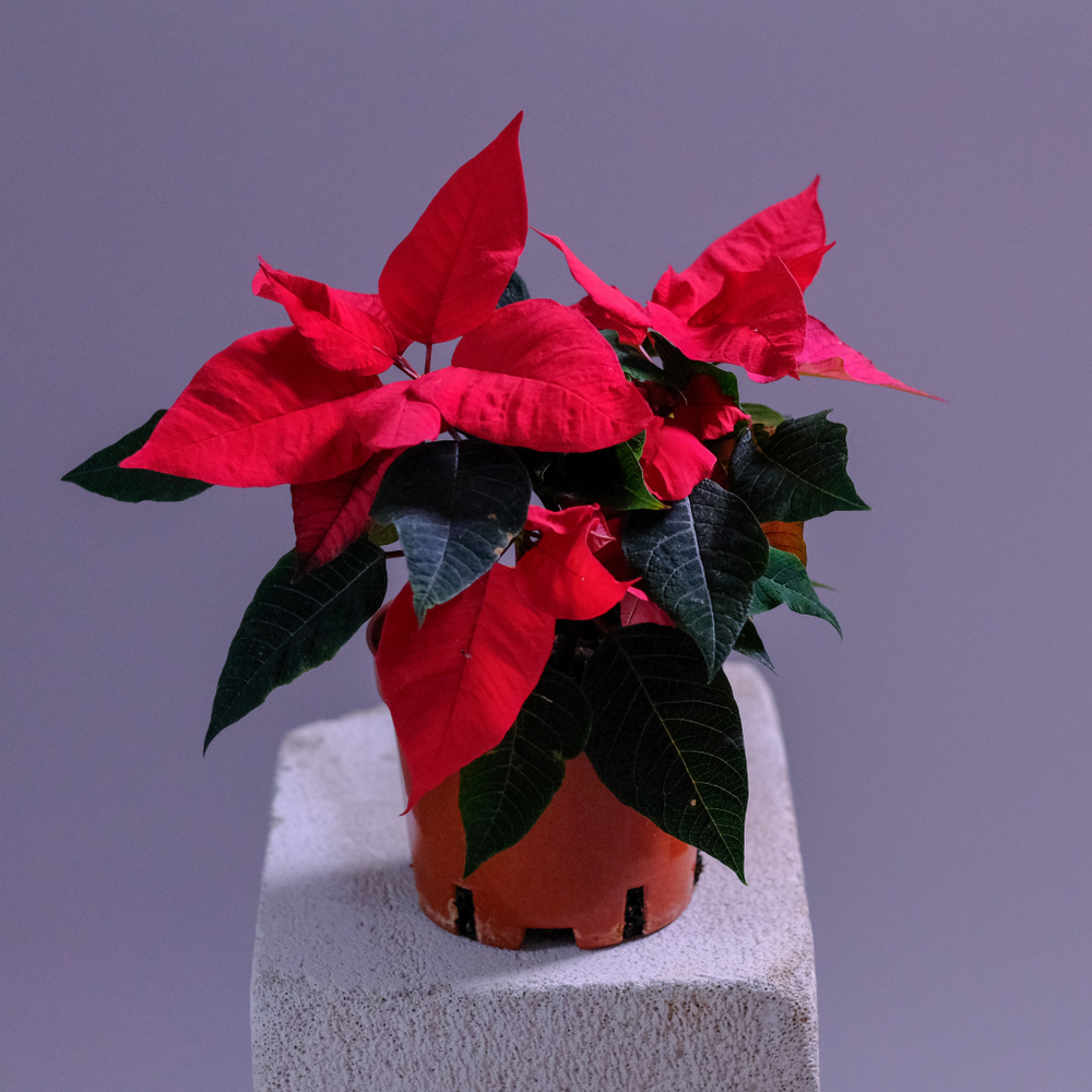 Новогодний цветок "Рождественская звезда"