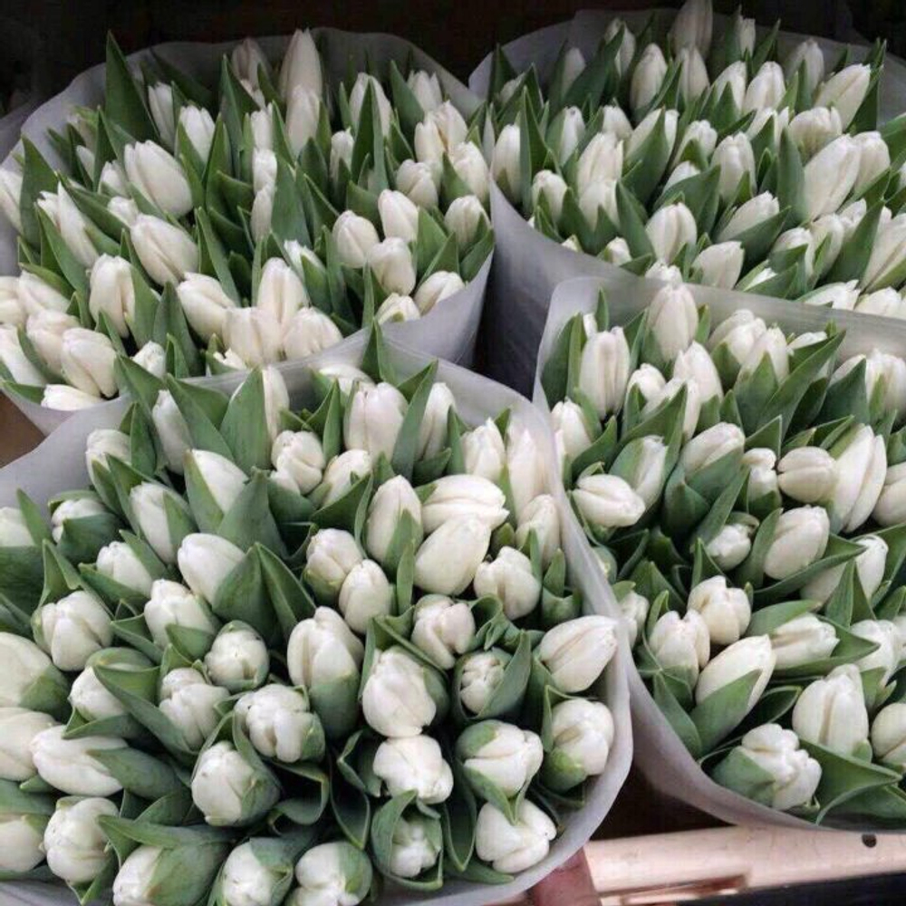 Тюльпаны белые, банч
