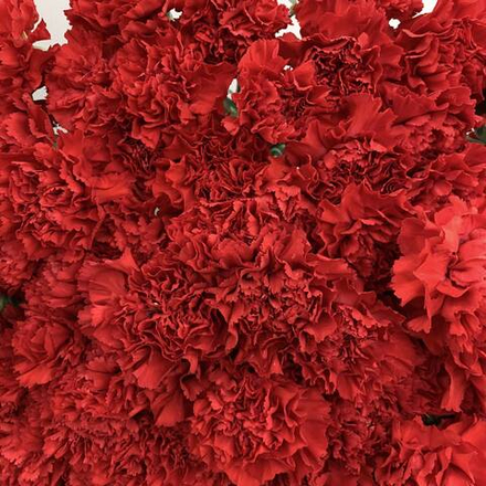 Гвоздика красная, банч