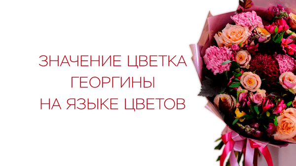 Значение цветка георгины на языке цветов Значение цветка георгины на языке цветов