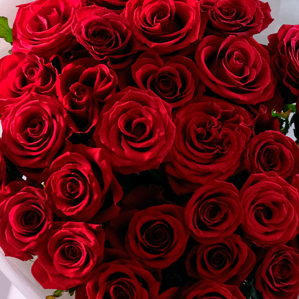 Роза красная классическая 50см, банч