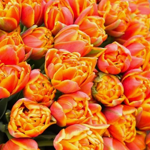 Купить Тюльпан пионовидный оранжевый, банч