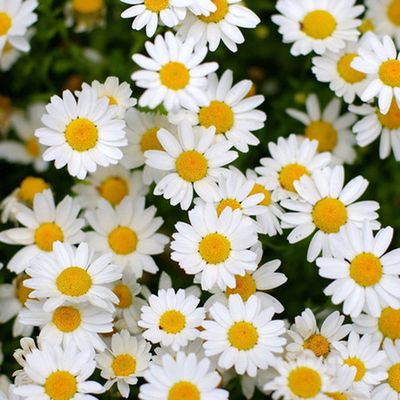 Букеты с ромашками