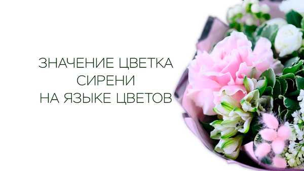 Значение цветка сирени на языке цветов