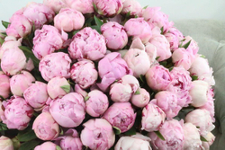 Пионы розовые "Sarah Bernhardt" от 3шт