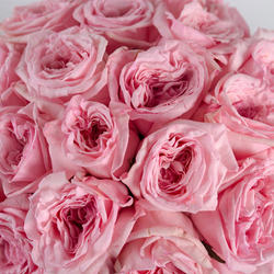 Розы пионовидные Pink O'Hara от 9шт