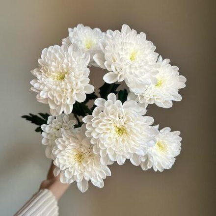 Хризантемы кустовые Altaj