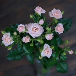 Розы кустовые нежно-розовые Lydia от 7шт